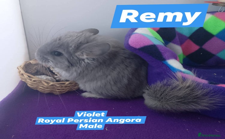 Chinchilla rodents - Advert 1