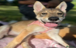Mixed Breed dogs for sale: 💛Pomsky & Czechoslovakian Wolfdog Puppy Sisters🤎 - Image 11