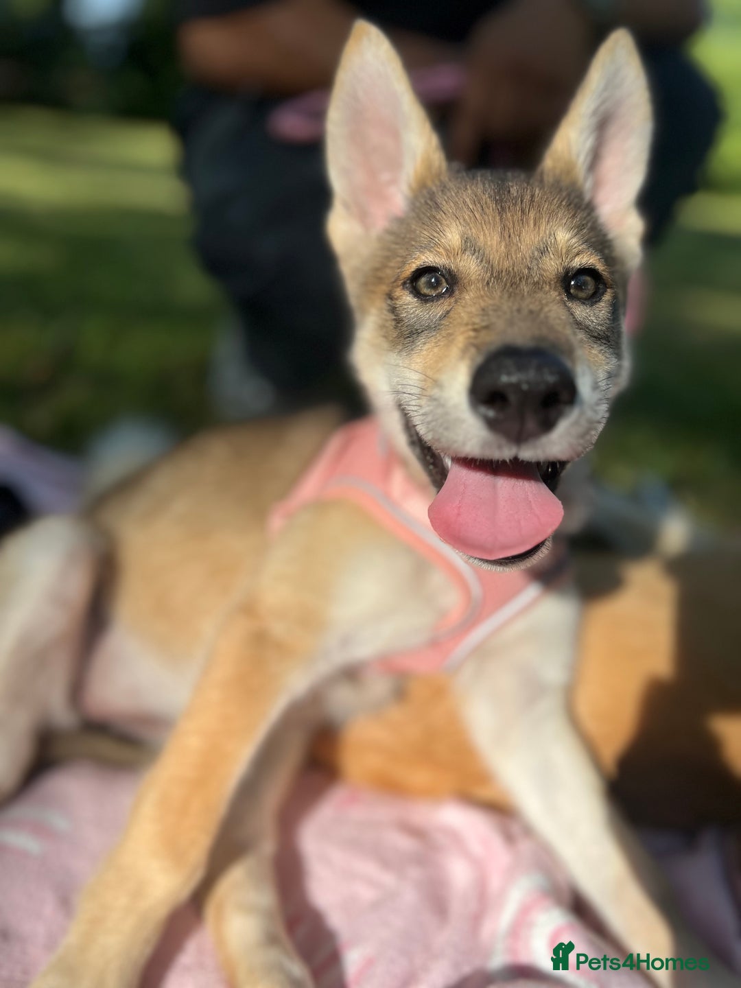 Mixed Breed dogs for sale: 💛Pomsky & Czechoslovakian Wolfdog Puppy Sisters🤎 - Image 11