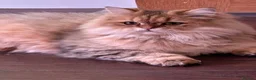 British Longhair cats for sale: 2 British Long hair Kittens - Advert 2