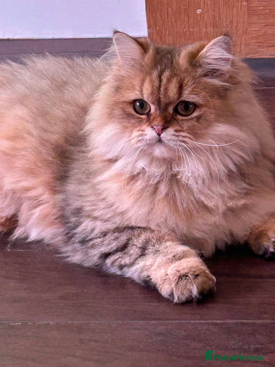 British Longhair cats for sale: 2 British Long hair Kittens - Advert 2