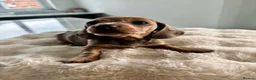 Miniature Dachshund dogs for sale: Miniature Dachshunds KC reg *Ready to leave now* - Advert 5