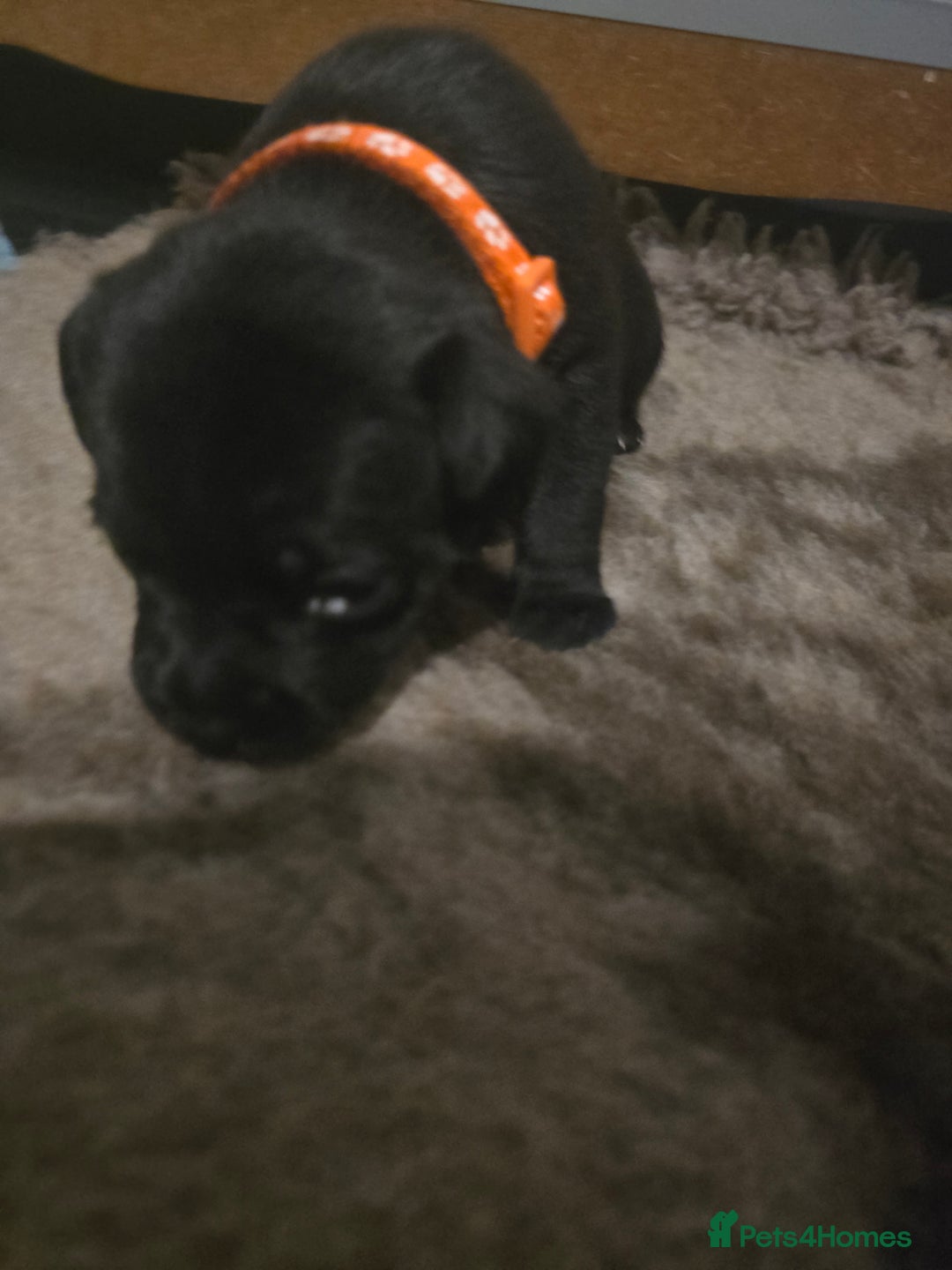 Staffordshire Bull Terrier dogs for sale: Kc registered Staffordshire bullterrier  - Advert 24