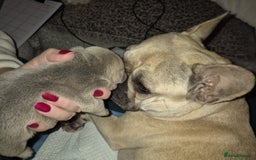 French Bulldog dogs for sale: French Bulldog Puppies - Image 6