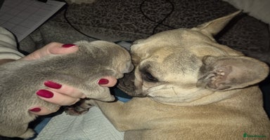 French Bulldog dogs French Bulldog Puppies - Advert 10