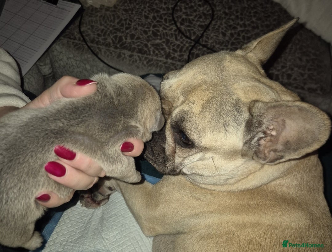 French Bulldog dogs for sale: French Bulldog Puppies - Image 6