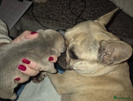 French Bulldog dogs French Bulldog Puppies - Advert 2