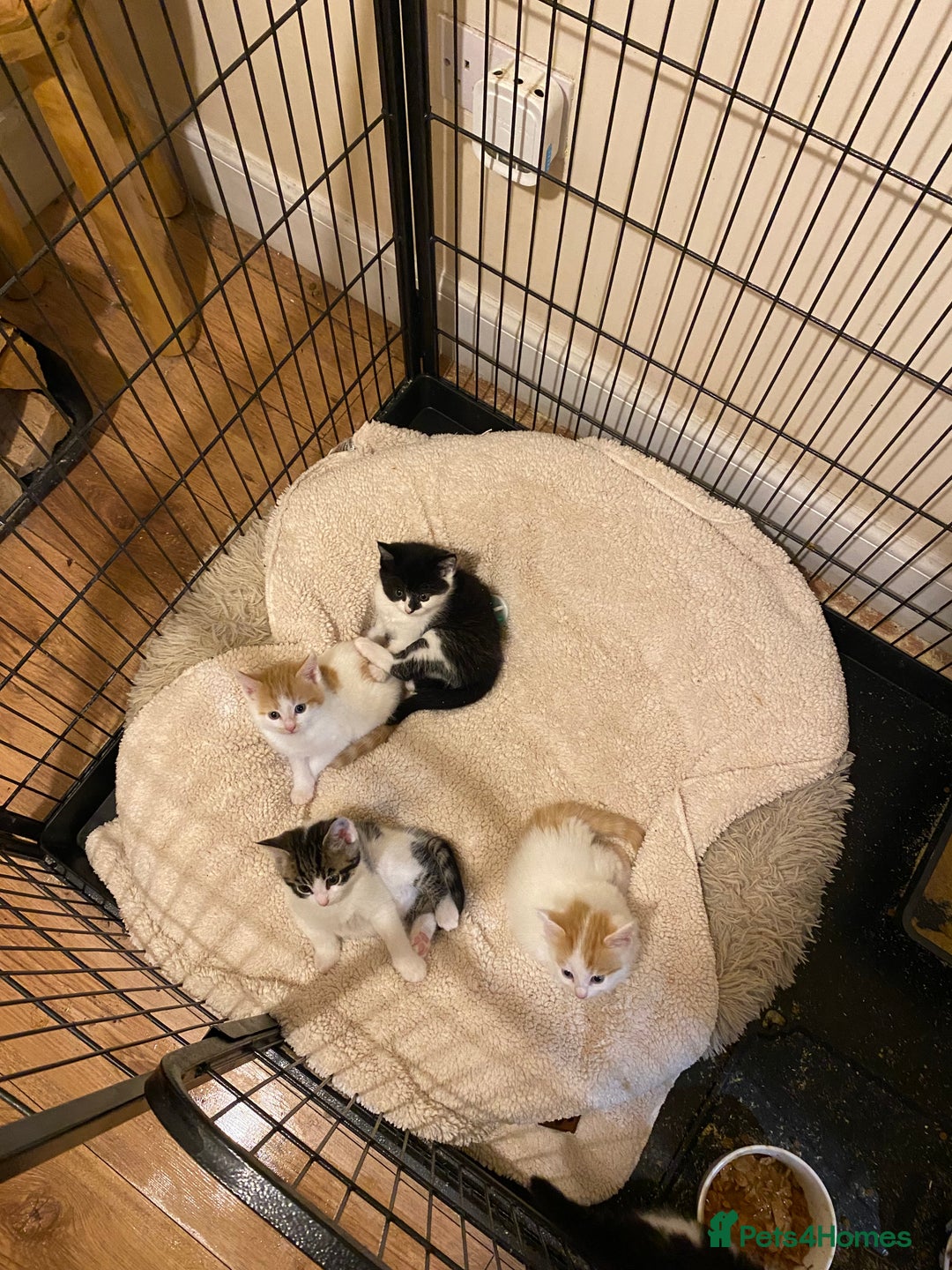 Mixed Breed cats for sale: Adorable Kittens  - Advert 4