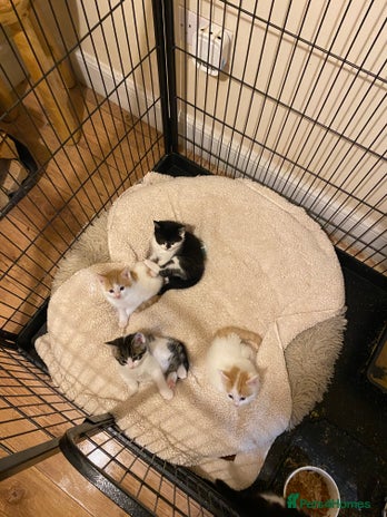 Mixed Breed cats Adorable Kittens - Advert 1