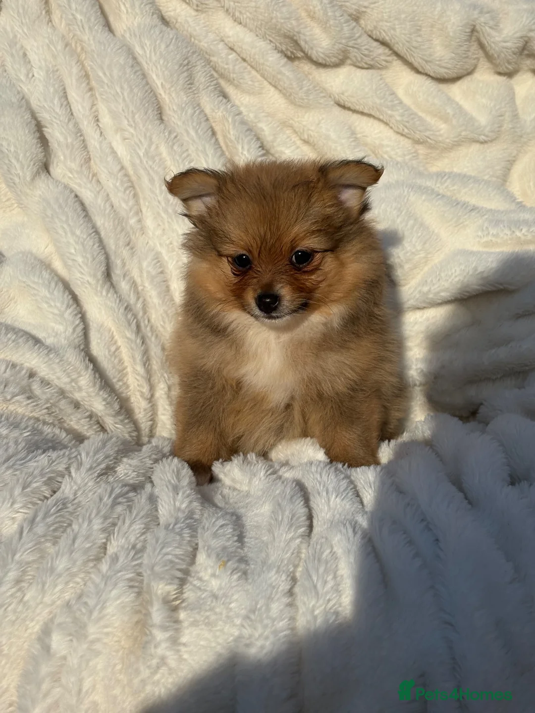 Pomeranian dogs for sale: 🐾 Teddy Pomeranian Puppies Ready To Home 🐾 - Advert 40
