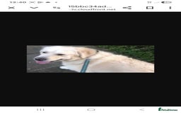 Golden Retriever dogs for sale: 9 weeks old golden retriever puppy’s  - Image 9