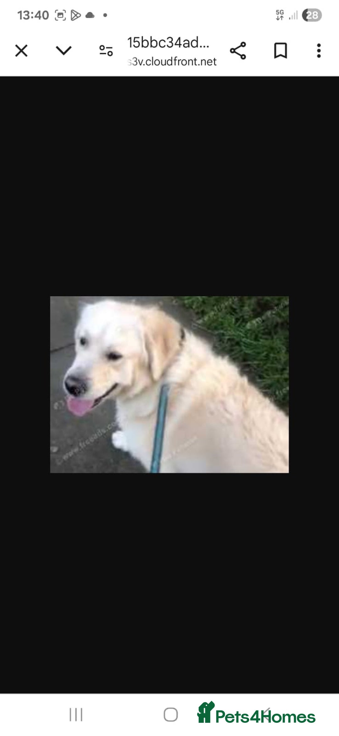 Golden Retriever dogs for sale: 9 weeks old golden retriever puppy’s  - Image 9