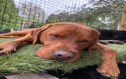 Labrador Retriever dogs for sale: Fox Red Male Labrador Retriever 20 months  - Image 7