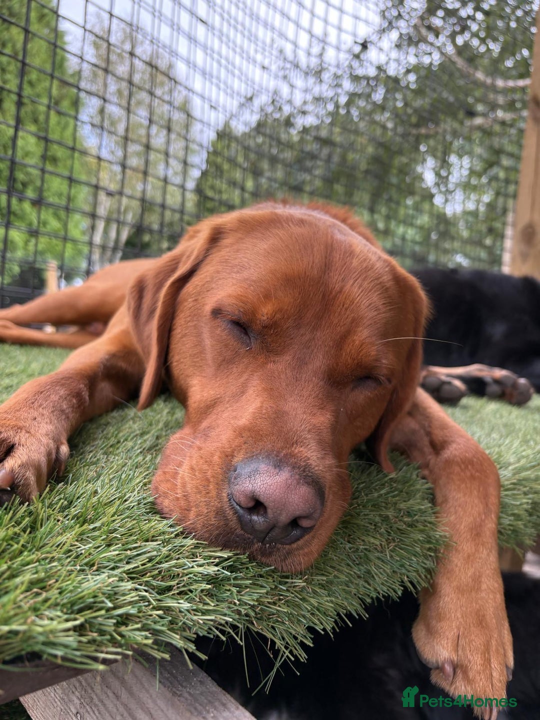 Labrador Retriever dogs for sale: Fox Red Male Labrador Retriever 20 months  - Image 7