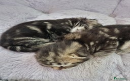 Ragdoll cats for sale: Boy and girl tabby X Ragdoll - Image 7