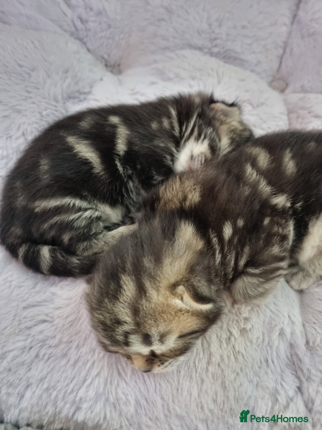Ragdoll cats for sale: Boy and girl tabby X Ragdoll - Image 7
