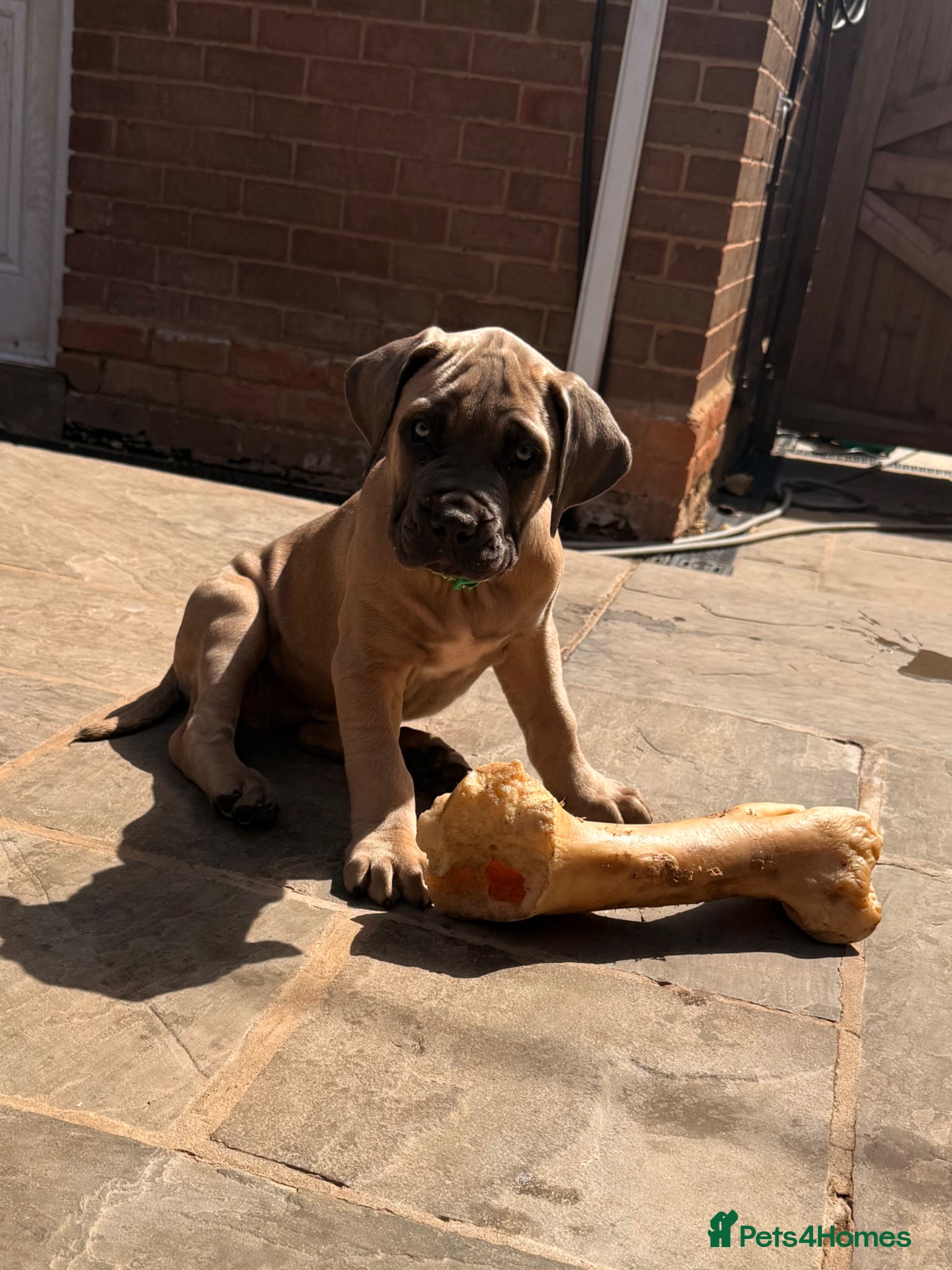 Cane Corso dogs Brutus(X-Man) World Winner line Cane Corso Puppies - Advert 1