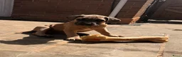 Cane Corso dogs for sale: Brutus(X-Man) World Winner line Cane Corso Puppies - Advert 2