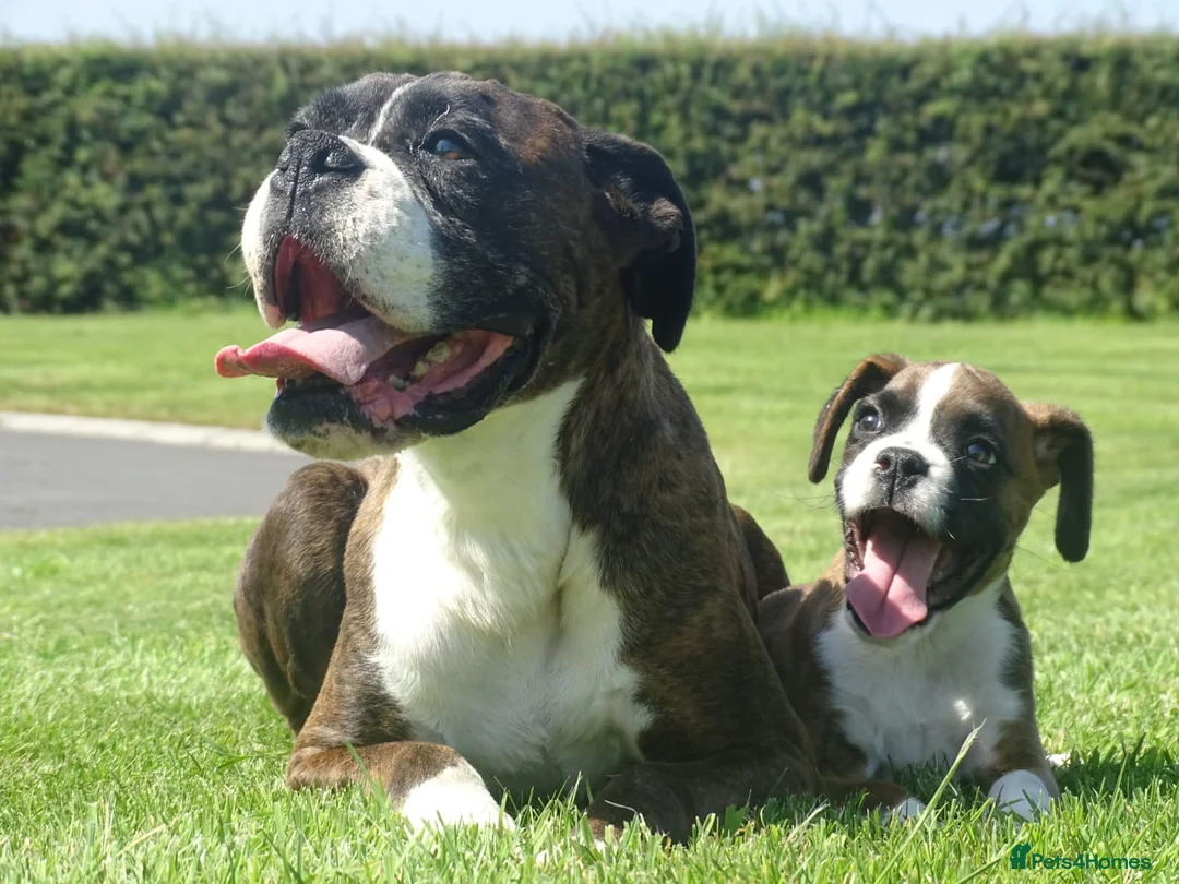 Boxer dogs for sale: Beautiful boxer puppy  - Advert 10