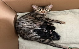 Mixed Breed cats for sale: Mixed Breed Kittens 🐈‍⬛ 🐾  - Image 15