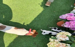 Jack Russell dogs for sale: 2 beautiful Jack Russell puppy girls left  - Image 11