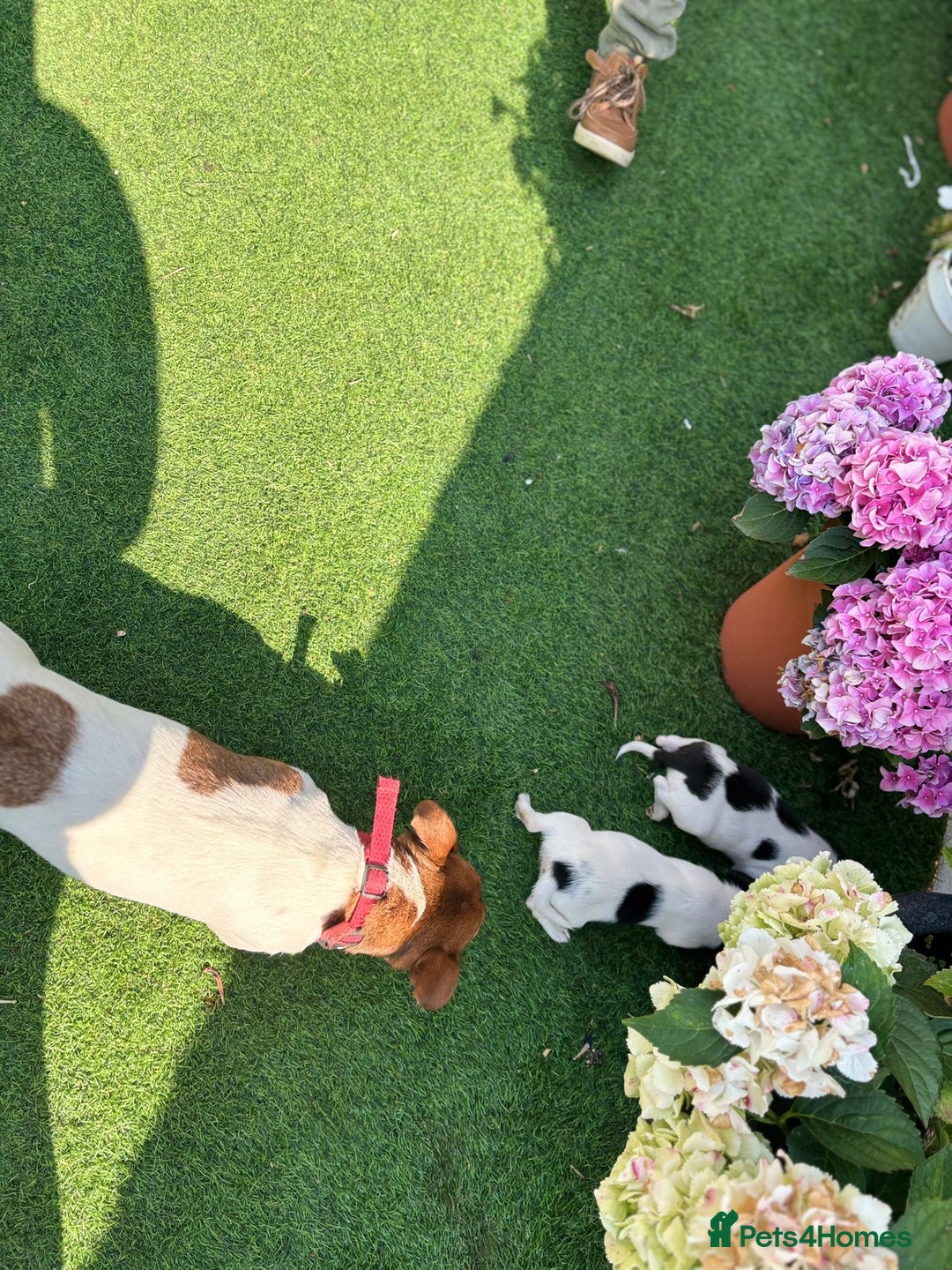 Jack Russell dogs for sale: 2 beautiful Jack Russell puppy girls left  - Image 11