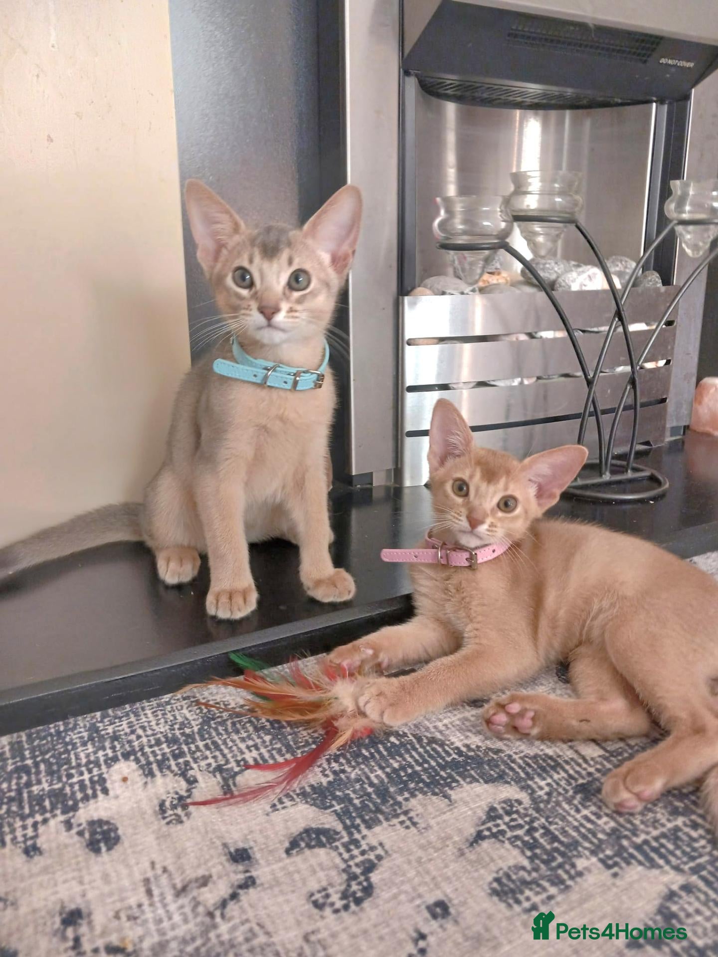 Abyssinian cats Beautiful Abyssinian Kittens  - Advert 5
