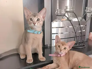 Abyssinian cats Beautiful Abyssinian Kittens - Advert 5