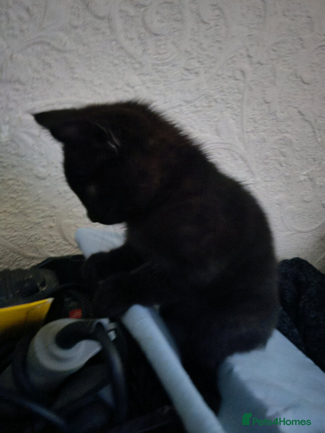 Mixed Breed cats for sale: Two beautiful kittens for sale  - Advert 3