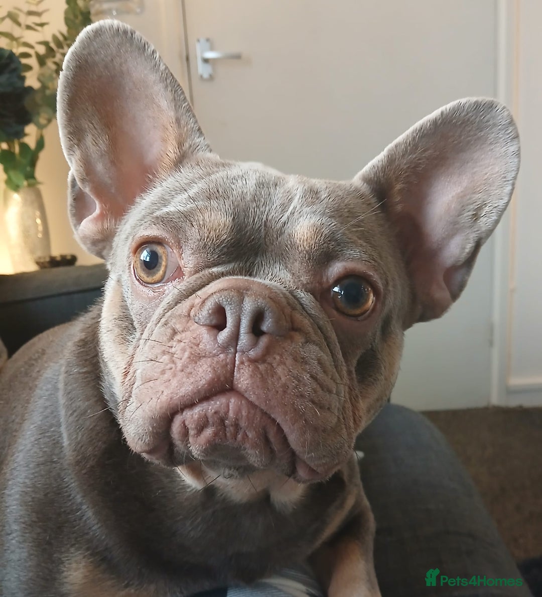 French Bulldog dogs for sale: French bulldog - Image 2