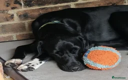 Mixed Breed dogs for adoption: Enzo (Labrador/Pointer mix) - Image 3