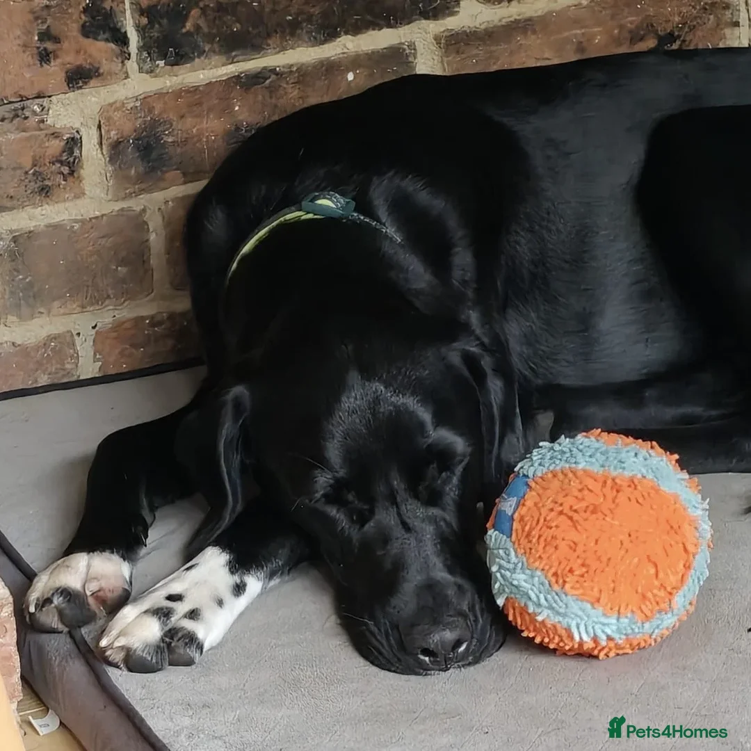 Mixed Breed dogs for adoption: Enzo (Labrador/Pointer mix) - Image 3