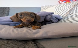 Dachshund dogs for sale: Mini choco dachshund - Image 5