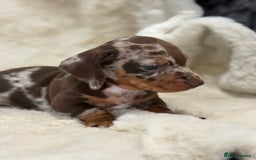 Miniature Dachshund dogs for sale: Stunning mini smooth dachshund pups  - Image 19