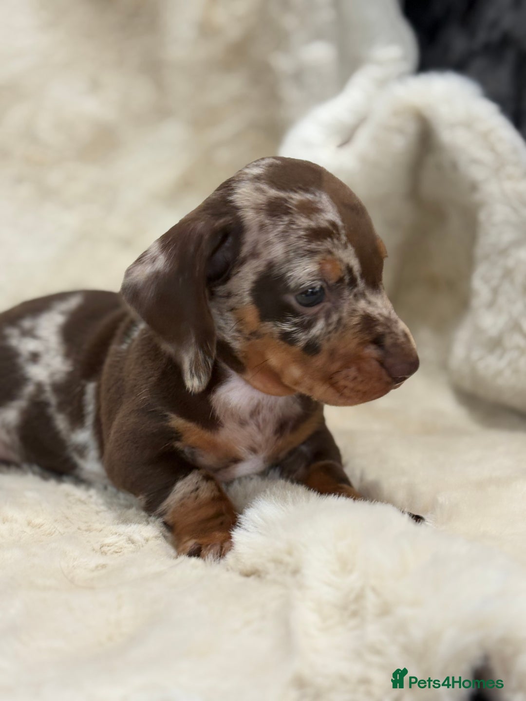 Miniature Dachshund dogs for sale: Stunning mini smooth dachshund pups  - Image 19