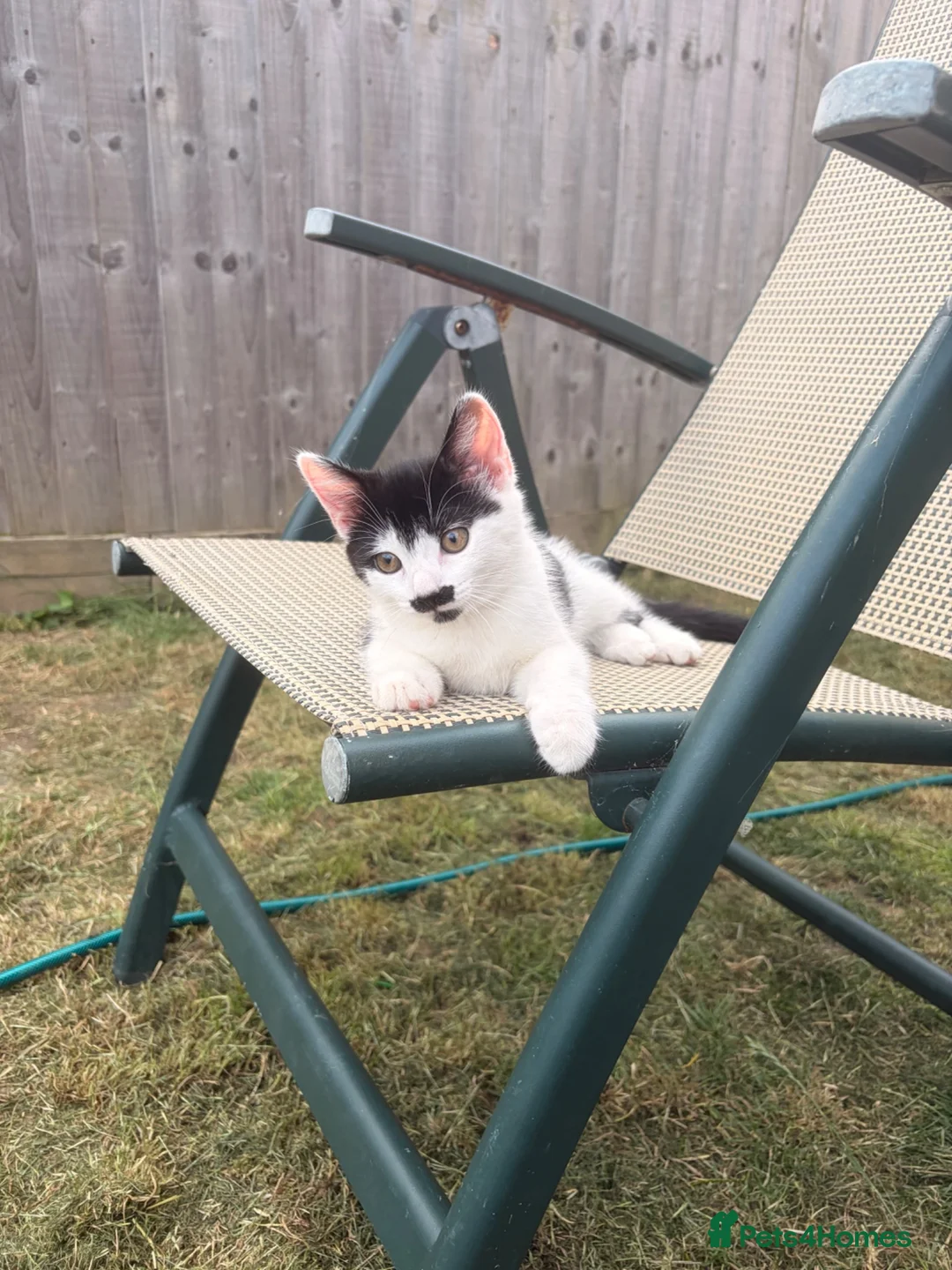 Mixed Breed cats for sale: Unique Female Kitten - Fully Vaccinated & Chipped  - Advert 1