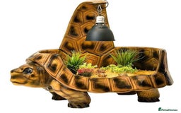 Tortoise reptiles for sale: The vividarium tortoise home - Image 1