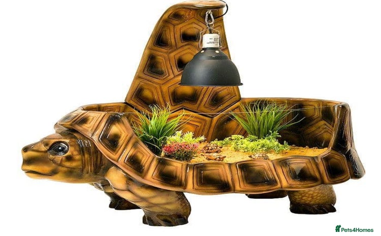 Tortoise reptiles - Advert 2