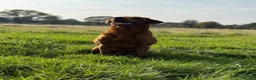 Labrador Retriever dogs for stud: Fox Red Labrador - Advert 2