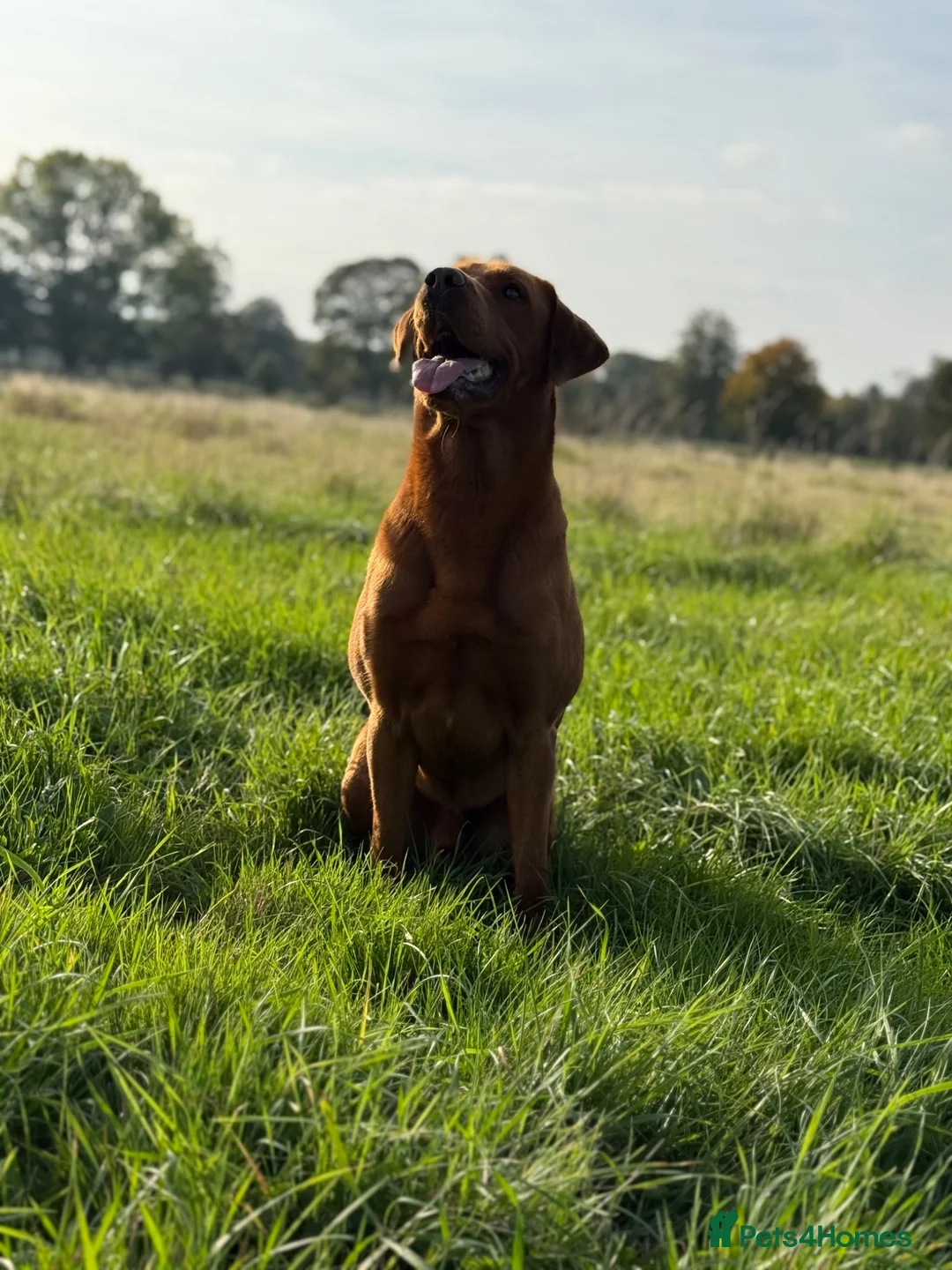 Labrador Retriever dogs for stud: Fox Red Labrador - Advert 2