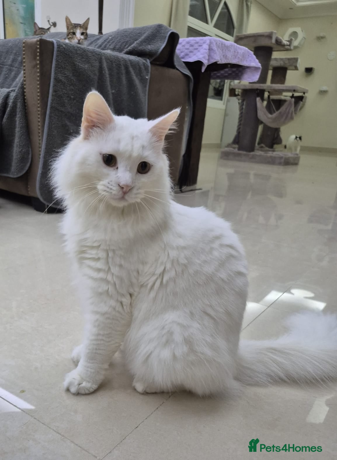 Mixed Breed cats Comet  - Advert 7