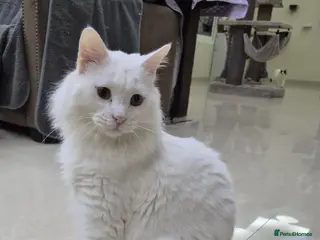 Mixed Breed cats Comet - Advert 7