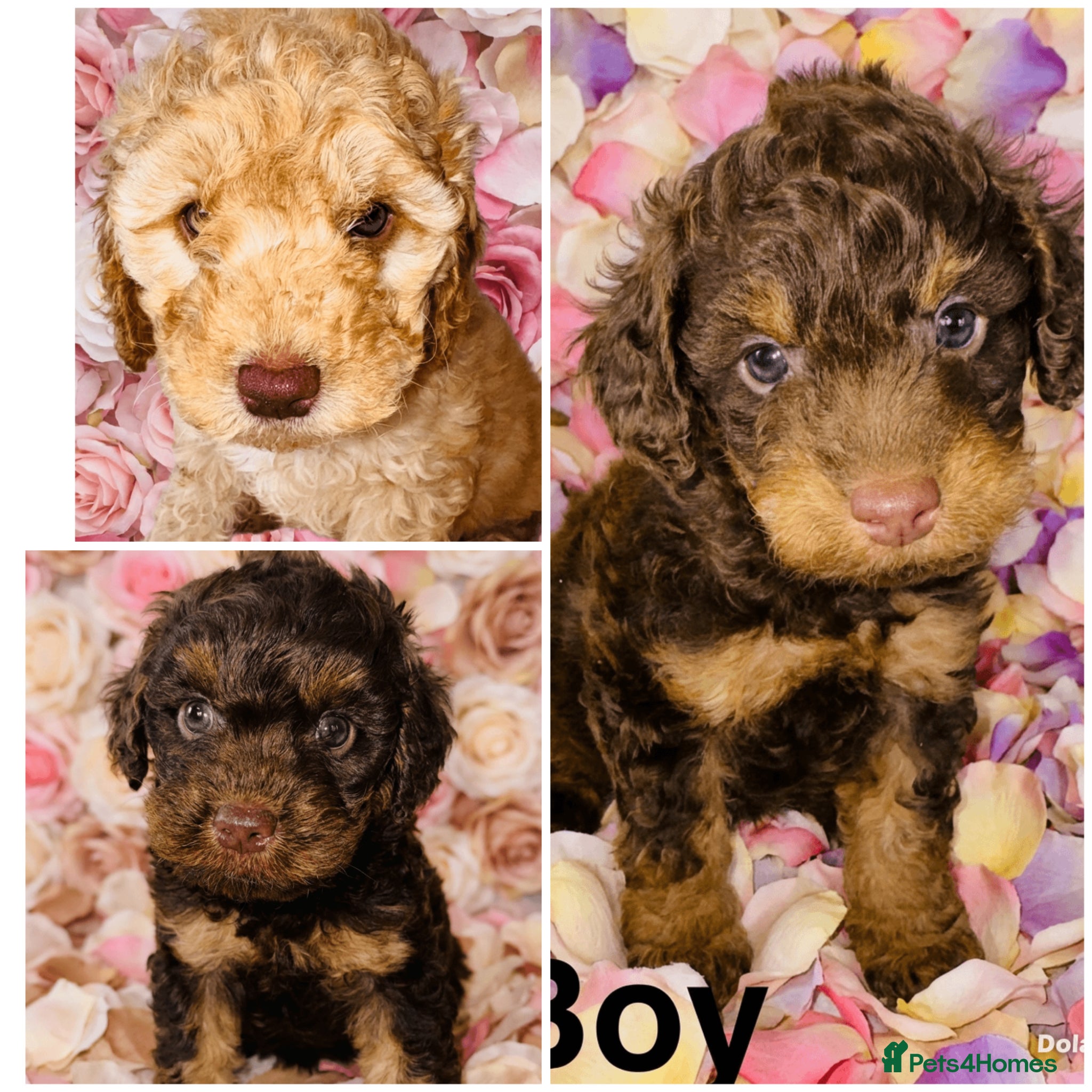Cockapoo dogs ❤️DNA CLEAR, Stunning F1 Cockapoos, Ready Now ❤️ - Advert 12