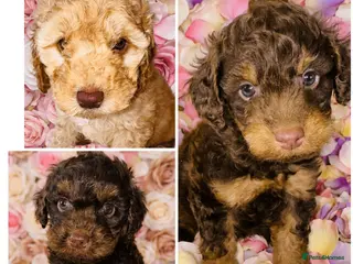 Cockapoo dogs ❤️DNA CLEAR, Stunning F1 Cockapoos, Ready Now ❤️ - Advert 12