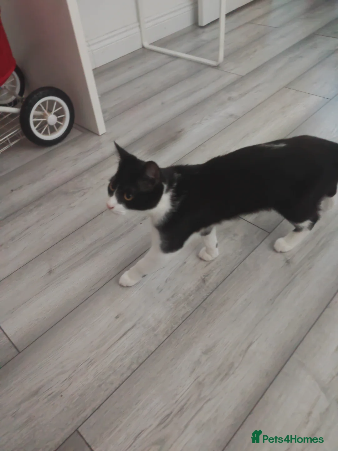 Mixed Breed cats for sale: Oreo oreo - Advert 3