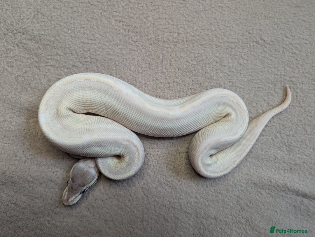 Python Snake reptiles for sale: 2025 Royal Python Hatchlings  - Advert 2