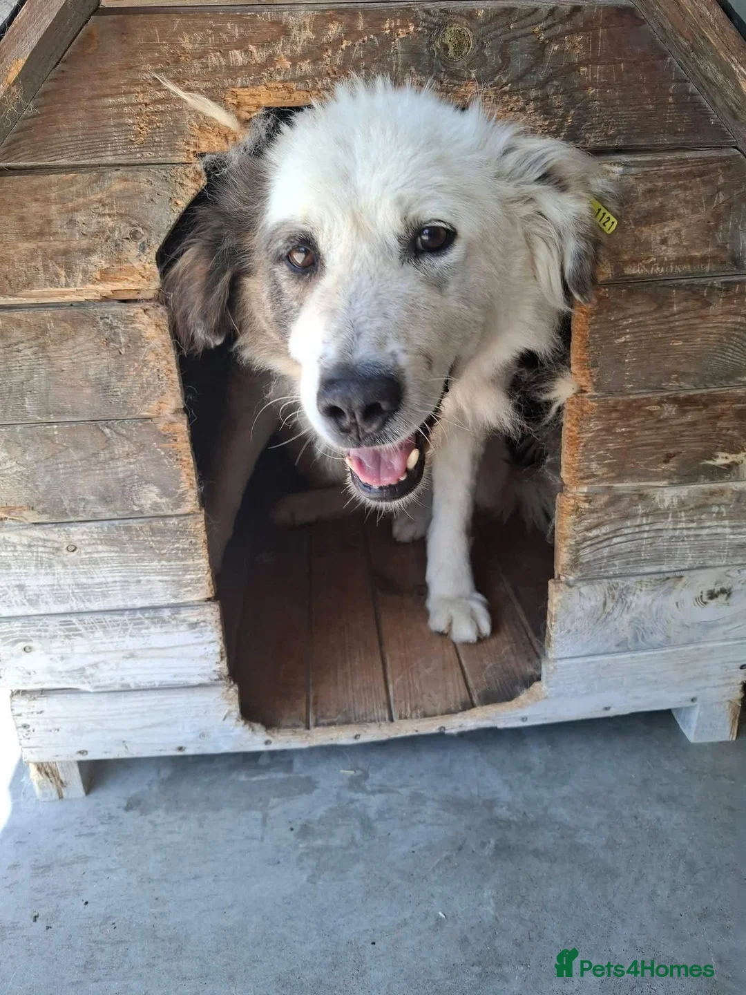 Mixed Breed dogs for adoption: Vienna, 10 yrs approx. Avilable for adoption. - Advert 2