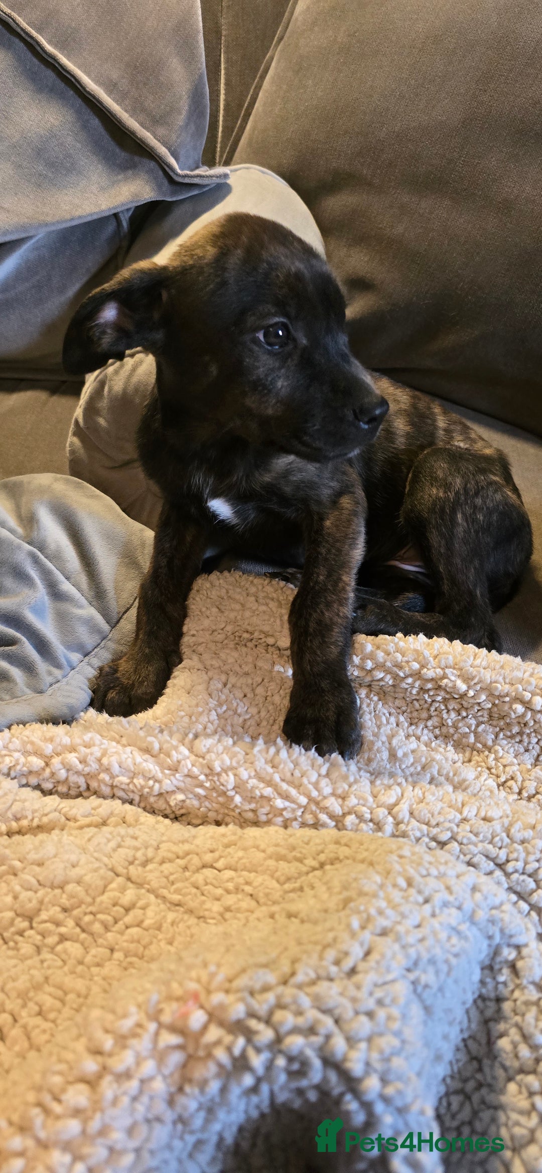 Mixed Breed dogs for sale: Rottweiler  x Staffordshire bull terrior - Image 2