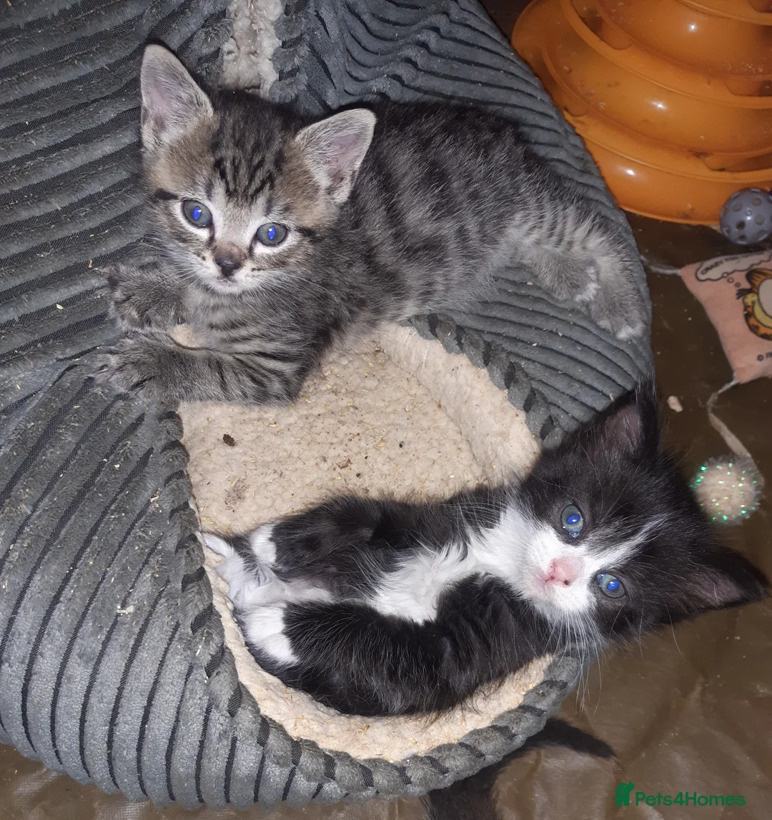 Mixed Breed cats for sale: Lovely friendly rescue kittens for adoption - Advert 1