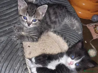 Mixed Breed cats Lovely friendly rescue kittens for adoption - Advert 3